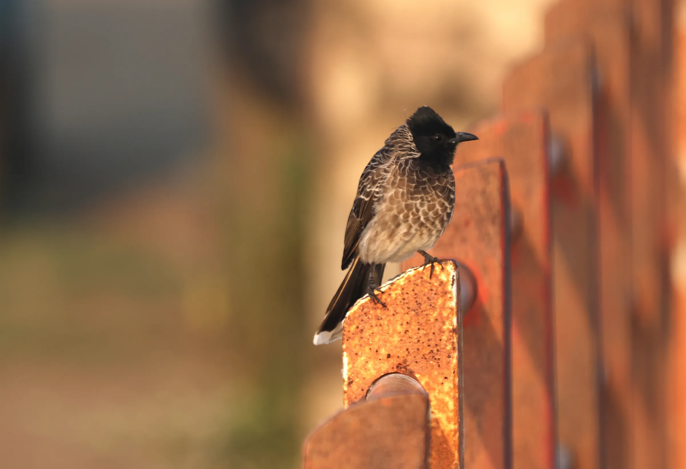 Home is where the mango is