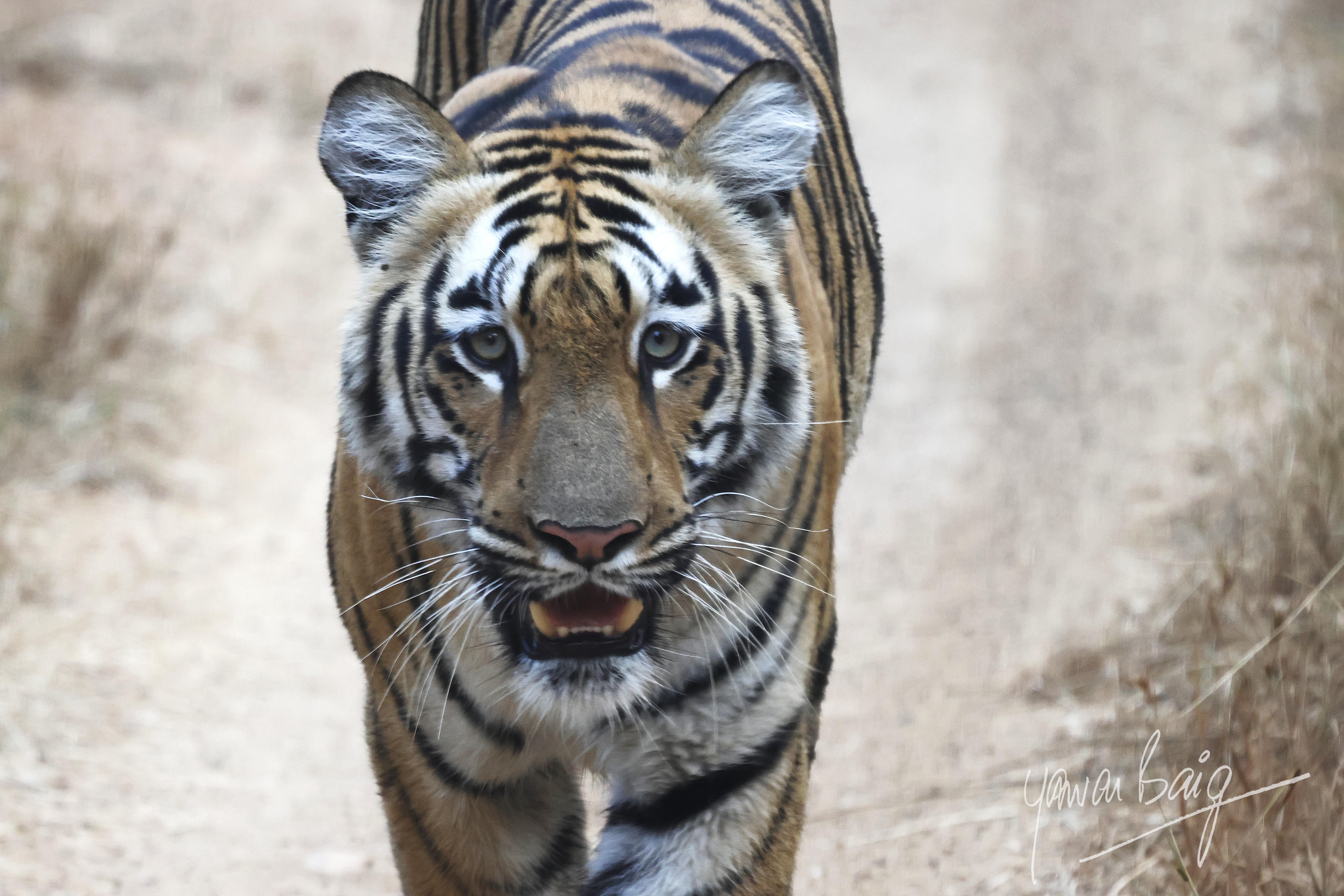 Tyger Tyger, burning bright