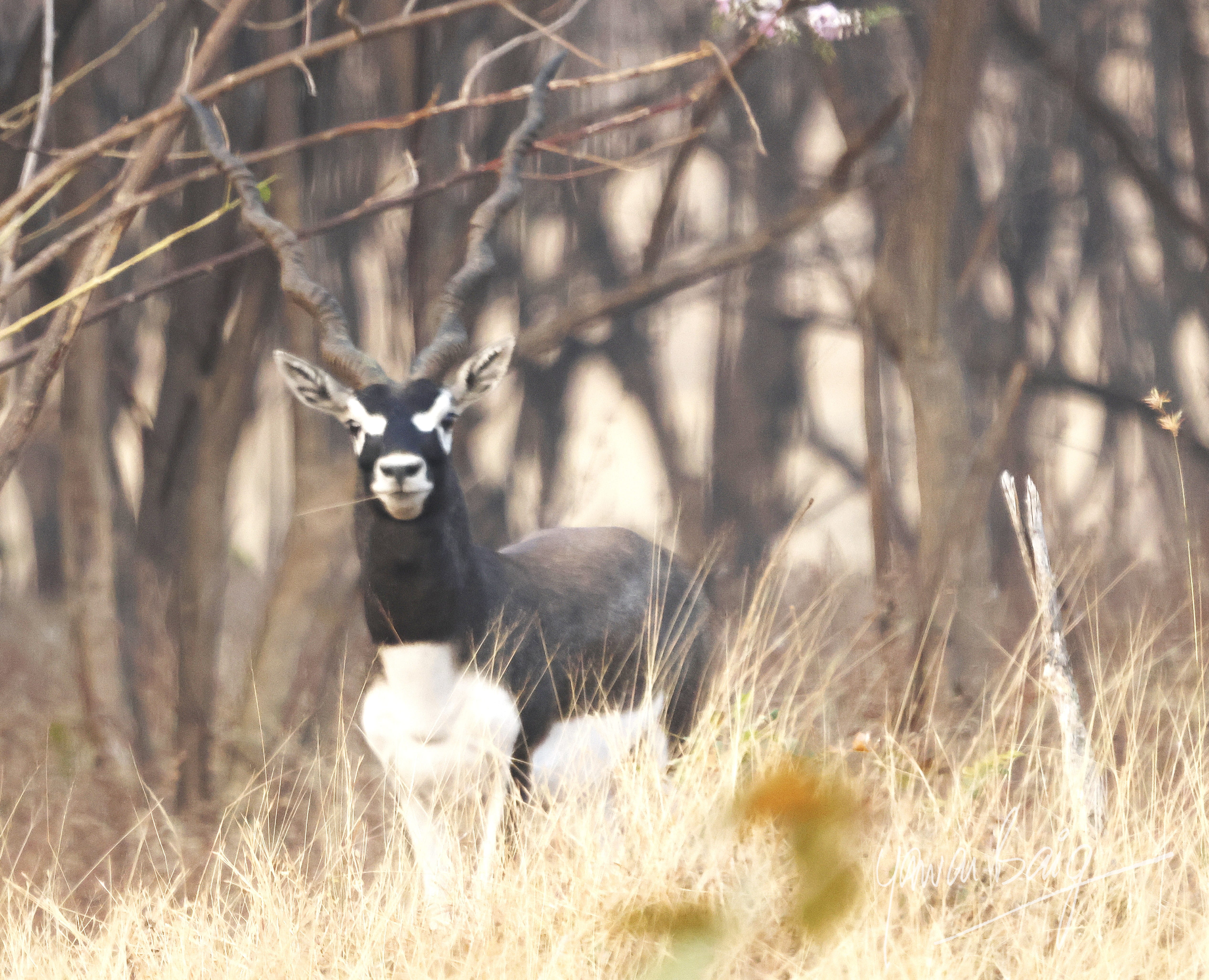 Being a Blackbuck
